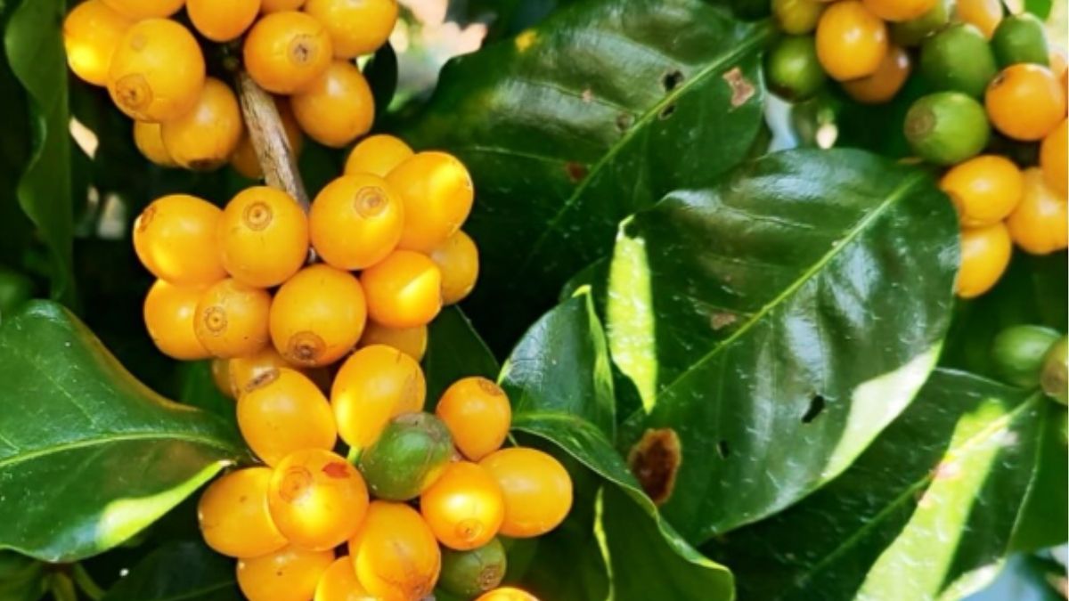 Grãos do Café Coruscante, café especial cultivado em Santa Branca e servido no Villa Jardins em Salesópolis